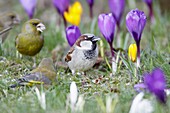 House Sparrow Passer domesticus, male searching for food amongst crocus blossom in garden