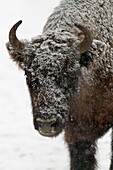 European Bison, Bison bonasus, cow covered in snow, Germany