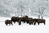 European Bison, Bison bonasus, bull, herd in snow covered landscape, Germany