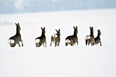Roe deer, Capreolus capreolus, herd fleeing across snow covered field in winter, Harz mountains, Lower Saxony, Germany