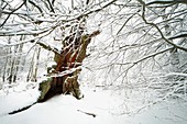 Oak tree, Quercus robur, in winter, Sababurg ancient forest NP, North Hessen, Germany