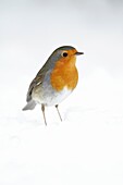 European Robin, Erithacus rubecula, searching for food in garden, in winter, Germany
