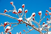 snow and Ice covered wild rose branch with Rose Hips, in winter, Germany