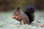 European Red Squirrel Sciurus vulgaris, sitting in garden eating a hazelnut, winter