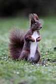 European Red Squirrel Sciurus vulgaris, standing alert in garden, winter