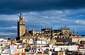 Cathedral and the roofs of the city  Seville, Andalusia, Spain