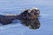 The endemic Galapagos marine iguana Amblyrhynchus cristatus in the Galapagos Island Archipeligo, Ecuador  This is the only marine iguana in the world, with many of the main islands having it´s own subspecies  Pacific Ocean  This iguana is unique among a