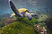 Adult green sea turtle Chelonia mydas agassizii underwater off the west side of Isabela Island in the waters surrounding the Galapagos Island Archipeligo, Ecuador  Pacific Ocean