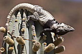 San Esteban spiny-tailed iguana Ctenosaura conspicuosa, an endemic iguana found only on Isla San Esteban in the Gulf of California Sea of Cortez, Mexico  This large iguanid has become specialized in climbing the tall columnar Cardon cactus to feed on