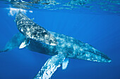 Mother and newborn calf humpback whale Megaptera novaeangliae underwater in the AuAu Channel between the islands of Maui and Lanai, Hawaii, USA  This calf was probably born only a few days to a few weeks ago  Each year humpback whales return to these wa