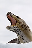 The Leopard seal Hydrurga leptonyx is the second largest species of seal in the Antarctic after the Southern Elephant Seal, and is near the top of the Antarctic food chain  It can live twenty-six years, possibly more  Orcas are the only natural predators
