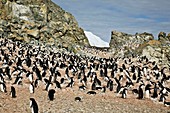 Adelie penguin Pygoscelis adeliae near the Antarctic Peninsula, Antarctica  The Adélie Penguin is a type of penguin common along the entire Antarctic coast and nearby islands  These penguins are mid-sized, being 46 to 75 cm 18 to 30 in in length and 3 9 t