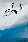 Adelie penguin Pygoscelis adeliae near the Antarctic Peninsula, Antarctica  The Adélie Penguin is a type of penguin common along the entire Antarctic coast and nearby islands  These penguins are mid-sized, being 46 to 75 cm 18 to 30 in in length and 3 9 t