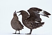 An adult Brown Skua Catharacta antarctica in flight near the Antarctic peninsula in the southern ocean  This skua is often referred to as Antarctic Skua or vice versa, the taxonomy of Skuas is still a matter of dispute  Other names probably owing to the h