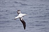 Wandering albatross Diomedea exulans on the wing in the Drake Passage between the tip of South America and the Antarctic Peninsula, southern ocean  The Wandering Albatross has the largest wingspan of any living bird, with the average wingspan being 3 1 me