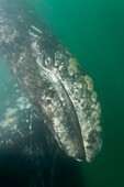 California Gray Whale Eschrichtius robustus underwater in San Ignacio Lagoon on the Pacific side of the Baja Peninsula, Baja California Sur, Mexico  MORE INFO: Each winter thousands of California gray whales migrate from the Bering and Chuckchi seas to br