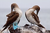 Blue-footed booby Sula nebouxii in the Galapagos Island Group, Ecuador  The Galapagos are a nesting and breeding area for blue-footed boobies