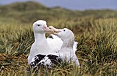 Wandering Albatross Diomendea exulans in courtship behaviour, Island of South Georgia