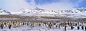 King Penguins Aptenodytes patagonicus in colony, Subantarctia, South Georgia, November 2003