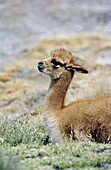 Vicuna Vicugna vicugna, Altiplano, Chile  portrait of calf Vicuna are living in the cold Altiplano of the Andes Mountains  Their wool is one of the finest and most expensive natural fibers world wide  During the times of the Inca only kings and high ranki