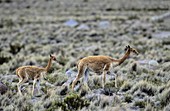 Vicuna Vicugna vicugna, Altiplano, Chile  mother with calf Vicuna are living in the cold Altiplano of the Andes Mountains  Their wool is one of the finest and most expensive natural fibers world wide  During the times of the Inca only kings and high ranki