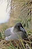 Light-mantled Albatross Phoebetria palpebrata is an endangered small Albatross  The species is breeding in small colonies on subantarctic islands  Portrait of a breeding bird in a typical small colony in steep cliff with tussock  Antarctica, Subantarctica