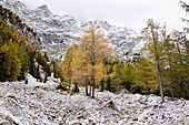 European larch Larix decidua, golden colors during fall in high mountains  Larch forest in Val Zebru with first snow growing in a ravine  Europe, central europe, Italy, Lombardy, October 2009
