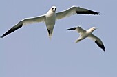 Migrating seabirds, northern gannets, Morus bassanus, search for fish at the mouth of the Delaware Bay and the Atlantic Ocean