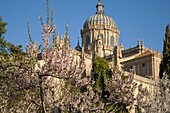 Cathedral from Calixto and Melibea Garden, Salamanca, Castile and Leon, Spain