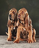 Bloodhound, Farbe, Haustier, Haustiere, Hund, Hunde, Portrait, Portraits, Porträt, Porträts, Tier, Tiere, Vertikal, Welpen, Zwei Tiere, X9G-903178, agefotostock 