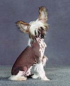 Chinese Crested Dog