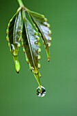 After rain, Art, Beautiful nature, Color, Colour, Crystal ball, Green, Leaf, Nature, Water drop, X9J-957727, agefotostock 