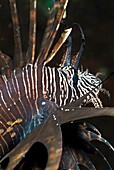 Underwater Life, Red Lionfish Pterois Volitans, IndonesiaLionfishes are active hunters and although its spines are highly venomous they are not used for hunting but rather as defense