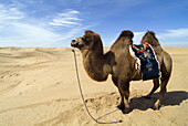 Camel and sand dunes, Xiangshawan, Inner Mongolia, China