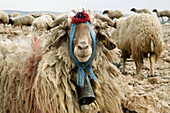 Flock of sheep, Madaba, Jordan