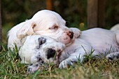 dog puppies English Setter sleeping