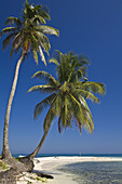 Palm trees on beach, Silk Caye, Belize
