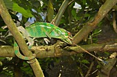 Panther Chameleon Furcifer pardalis catching an insect, Madagascar