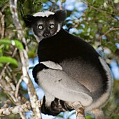 Indri or Babakoto Indri indri sitting in a tree, Perinet Analamazoatra Reserve, Madagascar