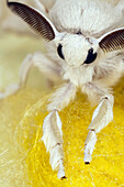 Silkworm moth  Bombyx mori)