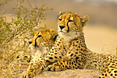 Cheetahs. Kruger National Park. South Africa