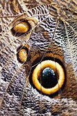 Great Owl Caligo eurilochus  The detail of the butterfly wing  Costa Rica