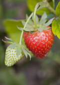 Fruits, Strawberries, XV1-868435, agefotostock 
