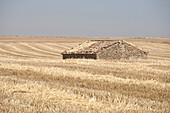 Wheat land in Monegros