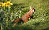 A red squirrel Sciurus vulgaris in a garden in Scotland