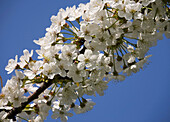 Lesser Poland at spring, apples trees close-up