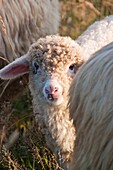 Sheep, Gubalowka, Zakopane, Poland