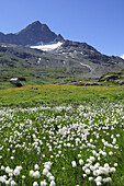 Wollgraswiesen vor Corno dei Tre Signori, Gaviapass, Ortlergruppe, Nationalpark Stilfser Joch, Lombardei, Italien