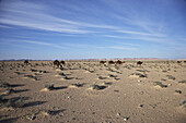 Kamele wandern durch die Steppe, Chott El Jerid, Tunesien, Afrika