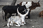 Langhorn Kühe, Äthiopien, Afrika